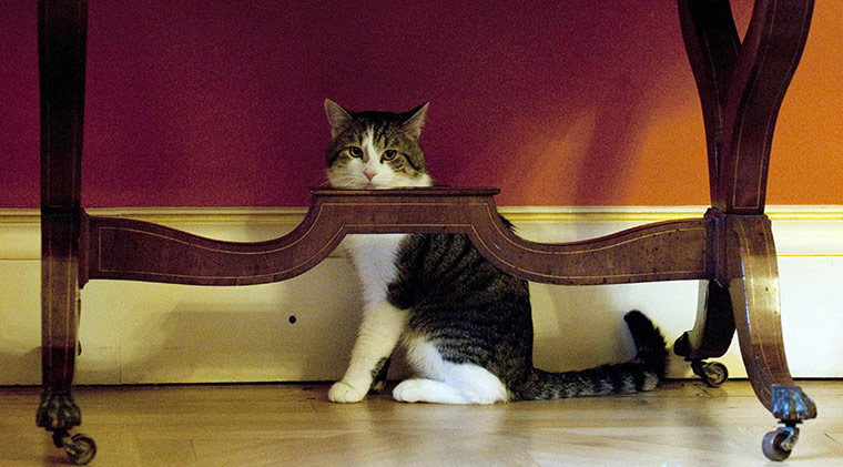 Larry: Larry the cat