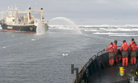 whale hunting japan. Japanese whaling fleet#39;s