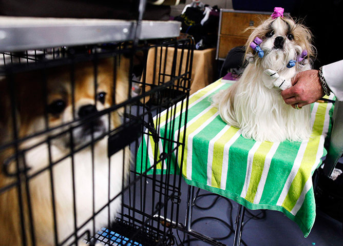 Westminster Dog Show: 135th Westminster Kennel Club Dog Show in New York