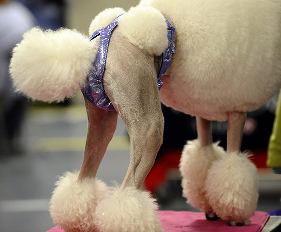 Westminster Dog Show: 135th Westminster Kennel Club Dog Show in New York