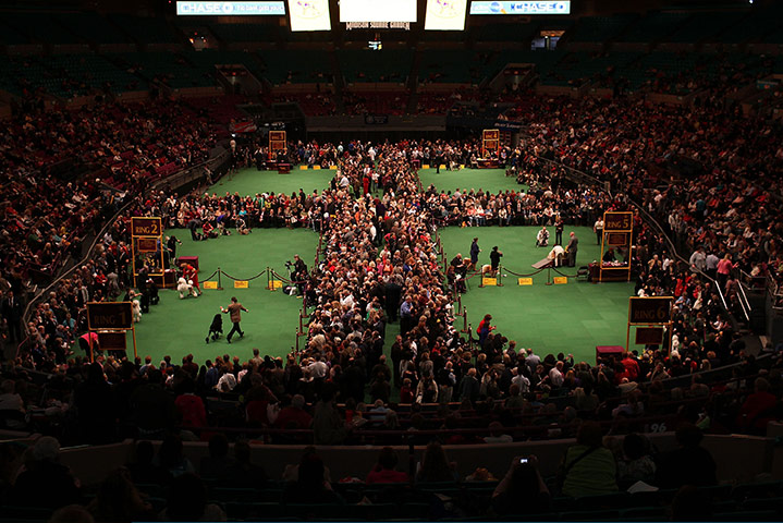 Westminster Dog Show: 135th Westminster Kennel Club Dog Show in New York