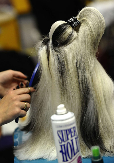 Westminster Dog Show: 135th Westminster Kennel Club Dog Show in New York