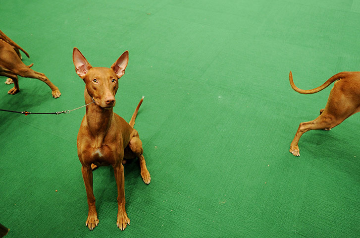 Westminster Dog Show: 135th Westminster Kennel Club Dog Show in New York