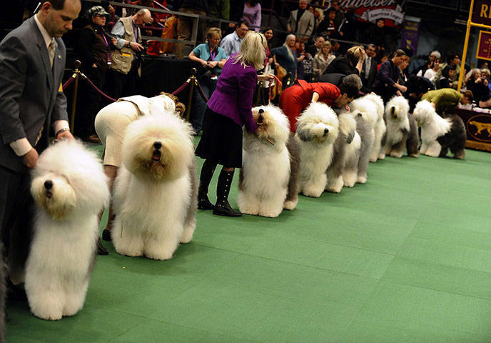 Westminster Dog Show: 135th Westminster Kennel Club Dog Show in New York
