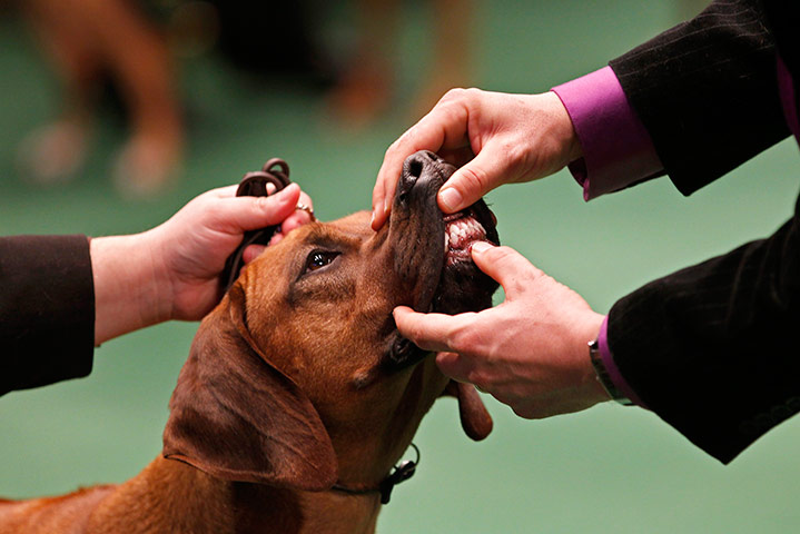 Westminster Dog Show: 135th Westminster Kennel Club Dog Show in New York