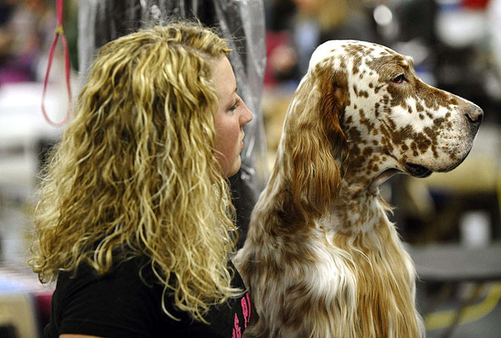 Westminster Dog Show: 135th Westminster Kennel Club Dog Show in New York