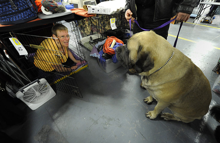 Westminster Dog Show: 135th Westminster Kennel Club Dog Show in New York