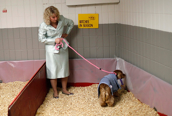 Westminster Dog Show: 135th Westminster Kennel Club Dog Show in New York