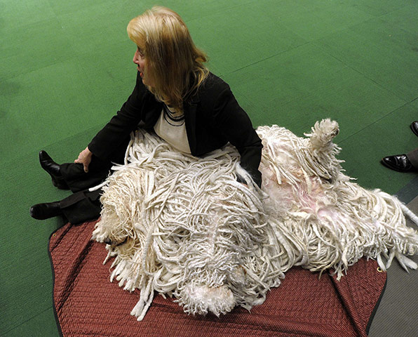 Westminster Dog Show: 135th Westminster Kennel Club Dog Show in New York