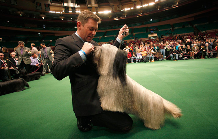 Westminster Dog Show: 135th Westminster Kennel Club Dog Show in New York