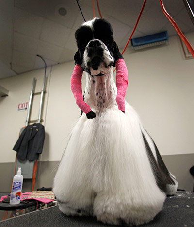 Westminster Dog Show: 135th Westminster Kennel Club Dog Show in New York