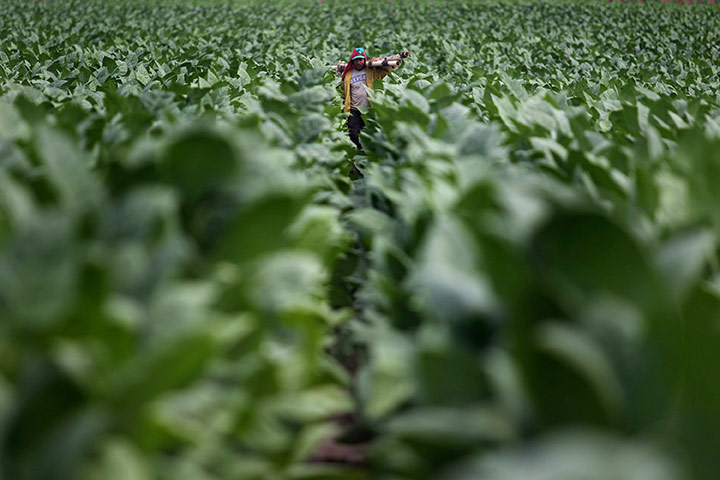 24 hours in pictures: Danli, Honduras: A worker walks through a tobacco plantation