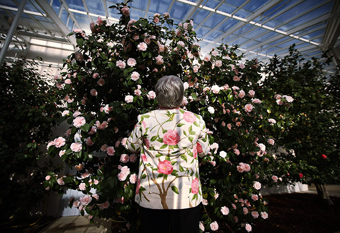 24 hours in pictures: Chiswick House Camellia Festival, London