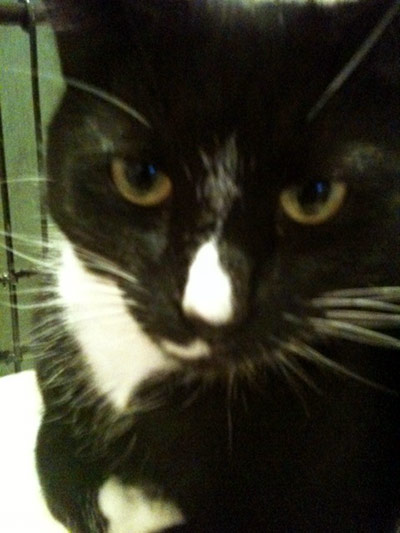 Week in pics: Ruby Wax: cat