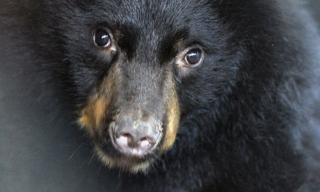 American black bear