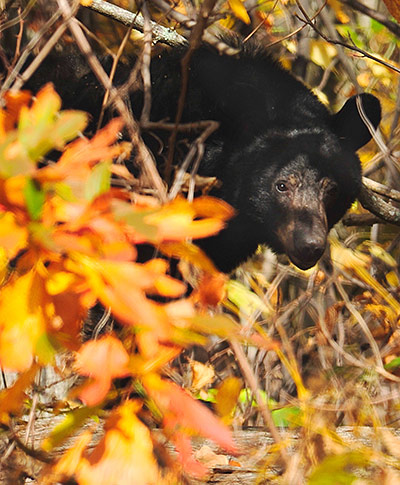 Week in wildlife: black bear 
