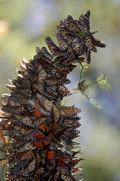 Week in wildlife: Monarch butterflies line a branch of a bush in the Pedro Herrada