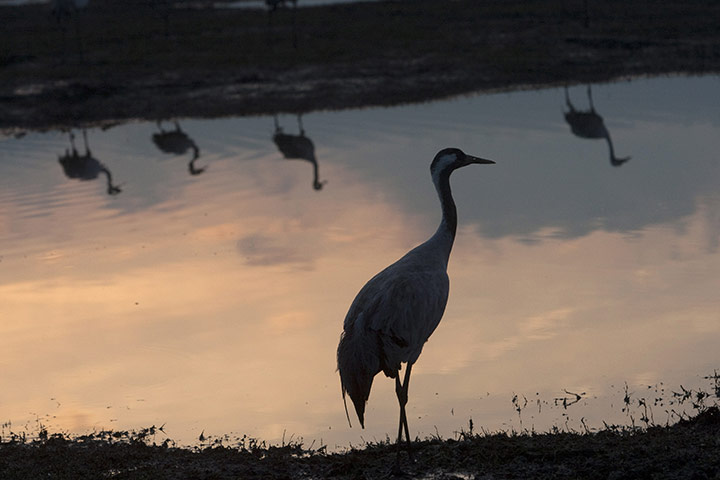 Week in wildlife: Gray Cranes flock at the Agamon Hula Lake