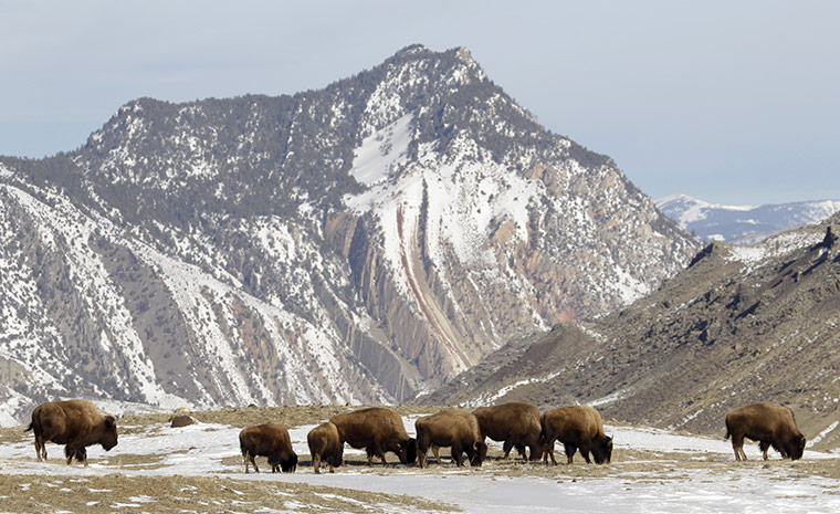 Week in wildlife: A group of bison inside Yellowstone National Park