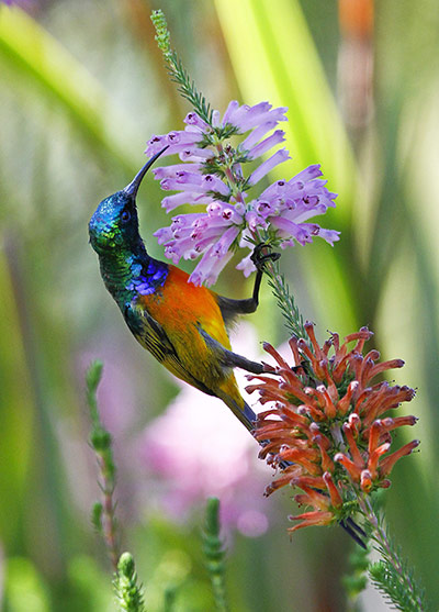 Week in wildlife: Orange breasted Sunbird on Erica flower