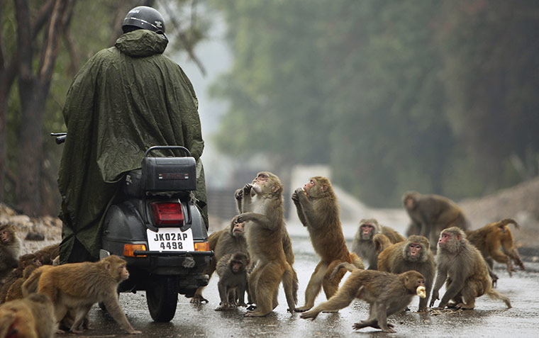 Week in wildlife: A man on a scooter feeds monkeys