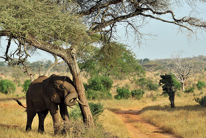 Week in wildlife: elephant scratching against a tree in Tsavo west