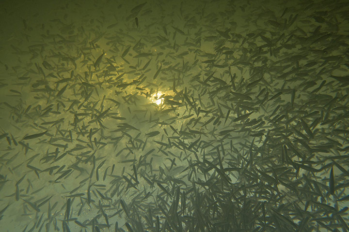 Week in wildlife:  fish cluster at an ice hole