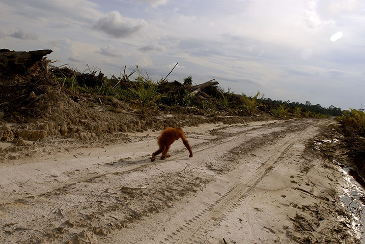 Week in wildlife: Centre for Orangutan Protection 