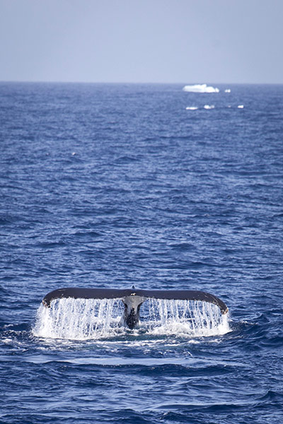 Week in wildlife: white tail of the endangered humpback whale