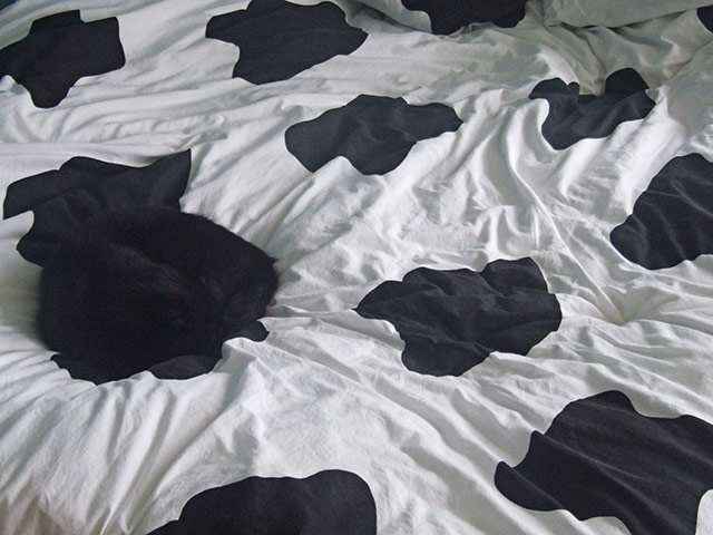 In pictures: hidden: Cat on bed