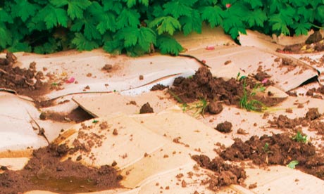 А что если... Вопрос садоводам