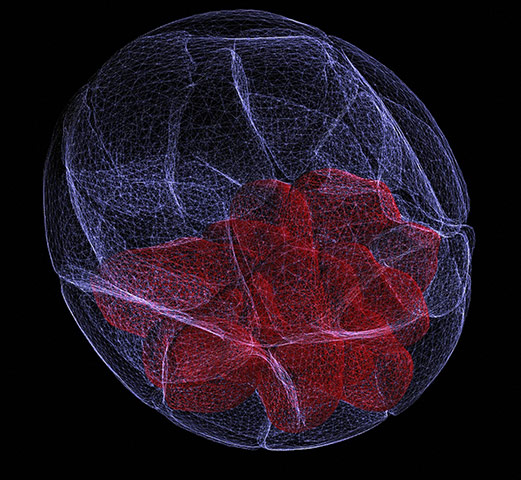 Wellcome Image Awards: Mouse blastocyst stage embryo