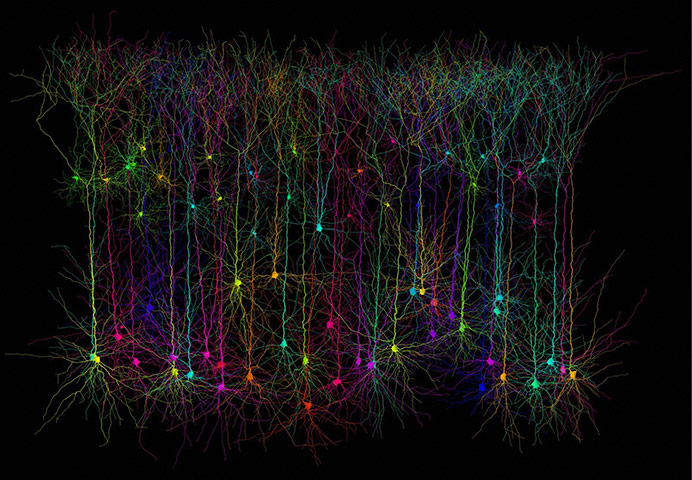 Wellcome Image Awards: Pyramidal neurons