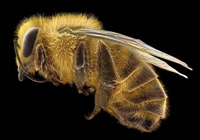 Wellcome Image Awards: B0007642 Honey Bee
