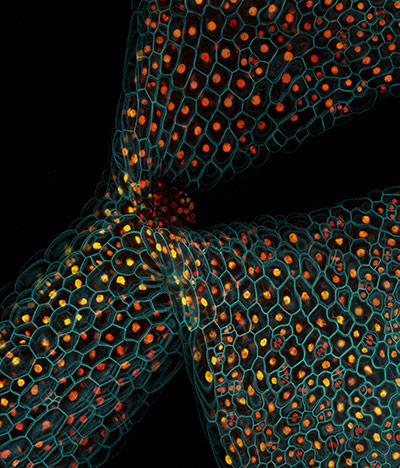 Wellcome Image Awards: Cell division and gene expression in plan