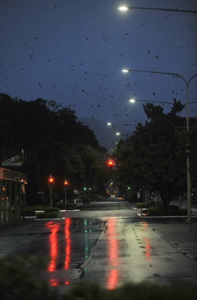 Cyclone Yasi preparations: Bats fill the air in Cairns