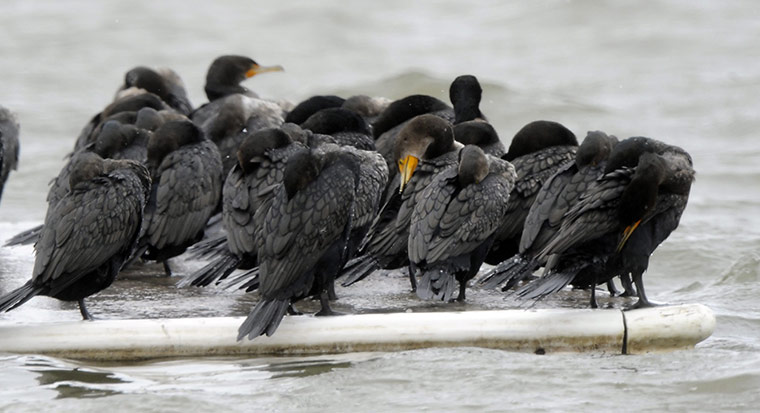 US White Out: Ducks huddle together on a water dock