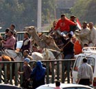 Supporters of President Hosni Mubarak ride camels in Cairo, Egypt
