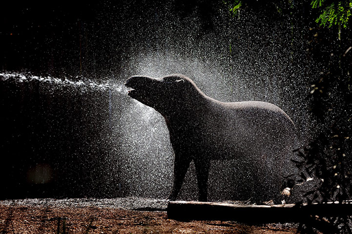 24 hours in pictures: A Brazilian Tapir in Sydney