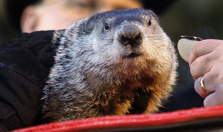 Goundhog Day: Punxsutawney Phil, the weather predicting groundhog