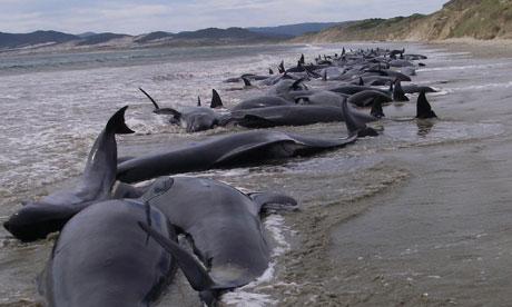The pod of 107 pilot whales stranded on Stewart Island