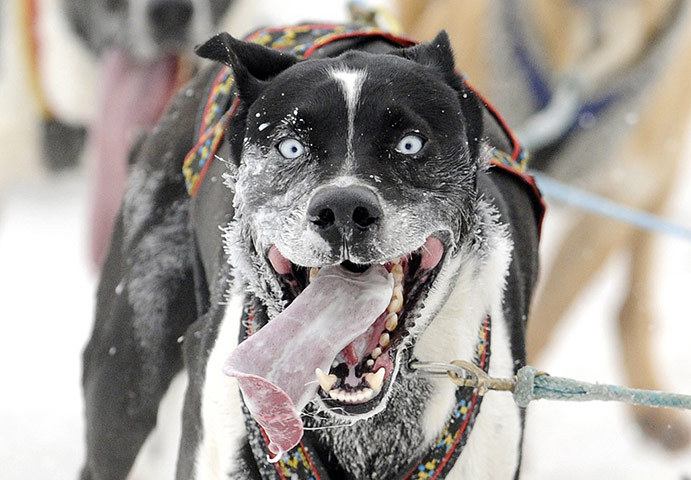 24 hours: Haidmuehle, Germany: A sledge dog runs in the finishing straight of a race