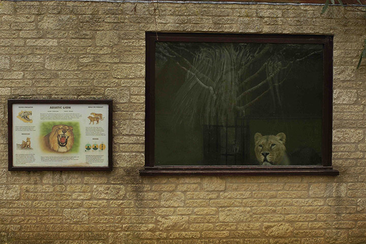 24 hours: Burford, England: A lioness looks out at the Cotswold Wildlife Park