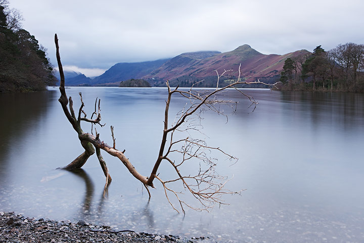 in pictures: broken: broken branch in Derwent Water
