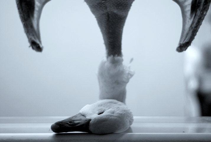 in pictures: broken: goose in butchers