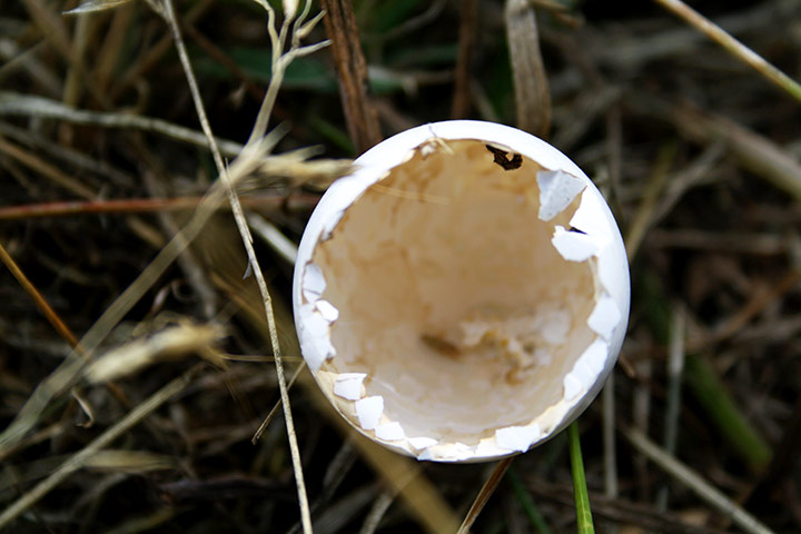 in pictures: broken: broken bird egg