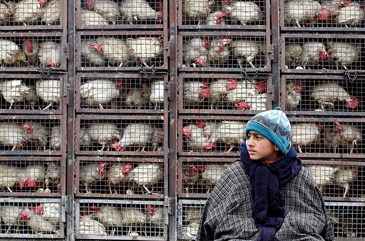 24 hours in pictures: A Kashmiri boy sits in front of chickens loaded onto a truck