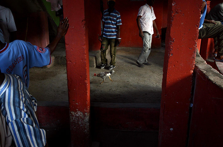 24 hours in pictures: A rooster awaits the start of a cockfight, Haiti