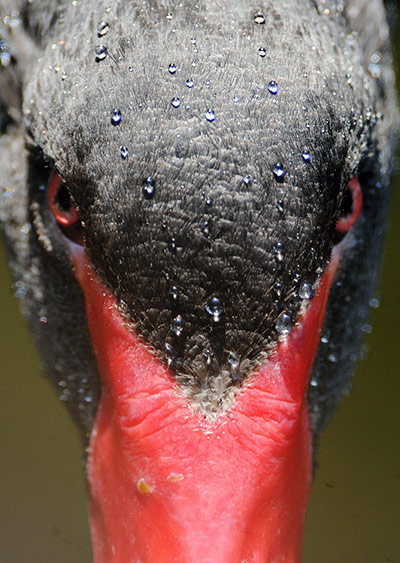 Week in wildlife: A black swan swims on a pond