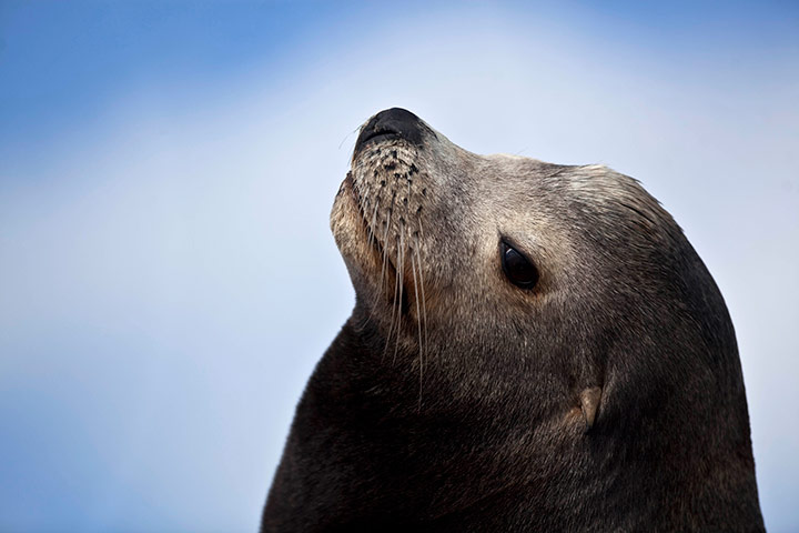 Week in wildlife: A sea lion rests at the Ojo de Liebre lagoon in Guerrero Negro, Mexico